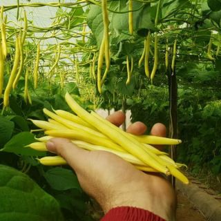 Sunshine Yellow Bean Thumbnail